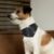 Jeepers Creepers Pet Bandana Collar