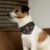 Chucky Pet Bandana Collar