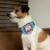 The Belcher Family Pet Bandana Collar